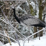 Zoo Brno rozšířila ptačí kolekci o vzácné a ohrožené druhy